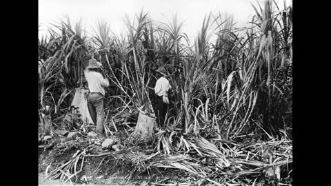 Sugarcane Domestication