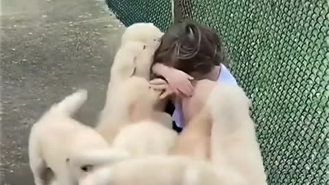 Boy is getting eaten alive by horde of hungry puppies