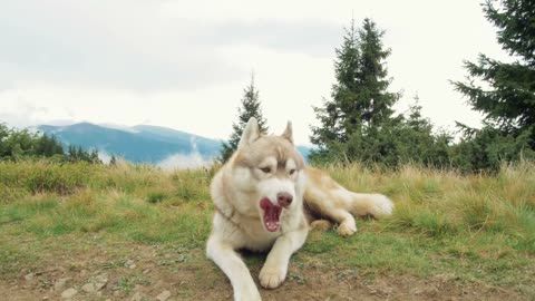 Majestic Husky Beauty: Mesmerizing Moments with a Stunning Husky 🐾❄️