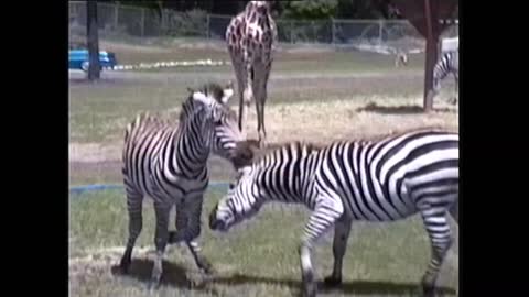 Zebras wrestle and play joyfully, unbothered by watchers