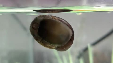 My fish tank snail