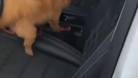 Cute small Dog gets in the car 🚗