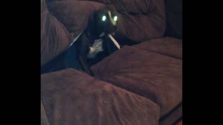 Crazy Dog Disappears Into Couch In Strange Game Of Hide And Seek