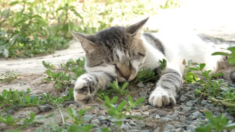 Cat sleeping video 🥱🥱🥱