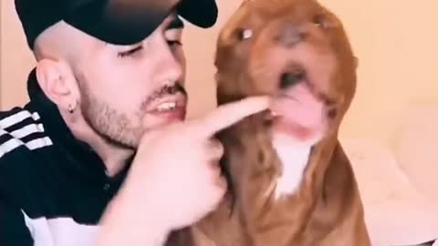 Chihuahua vs Pitbull 👌🏾😂😂