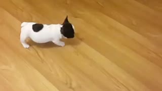 Tiny puppy stalks soccer ball before attacking it