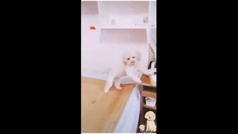 Best Cute Funny Dog self work video | Latest nice Video