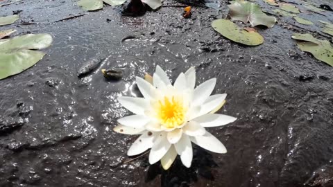 Water Lily