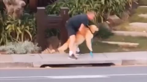 Golden Retriever Refuses to Walk with Owner