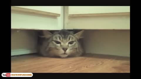 Cats and kittens like hiding | Funny cat vines video 🤣