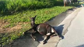 Atropellan dos caballos en la vía al Aeropuerto