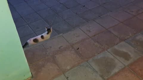 Cute little cat teasing pregnant cat. This little cat is very playful.