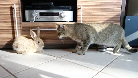 Kitten meets bunny, best friendship ensues