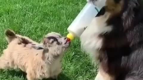 Caring Dog feeding Milk to Baby Goat