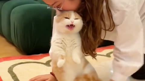 Adorable Feline Frenzy