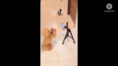 Funny dog momentum 2022 !! Funny dog videos