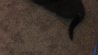 My adorable kitten playing