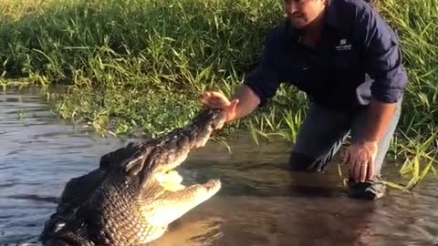 amazing crocodil