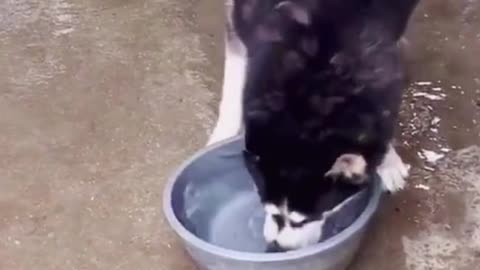 Huskies just don't drink water like other dogs