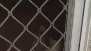 This cat wanted to go inside? See what happens