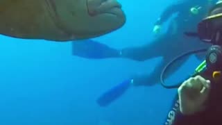 what a fright ! Fish attacks diver 😱😱😱