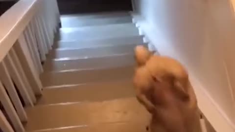 Cute puppy playing on stairs