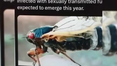 WTF: "ZOMBIE CICADAS" INFECTED WITH SEXUALLY TRANSMITTED FUNGUS EXPECTED TO EMERGE