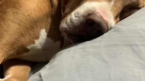 Sleeping Dog Snores In Hilarious Fashion