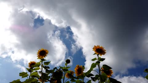 Sunflower Cloud moving