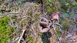 Black Trumpets