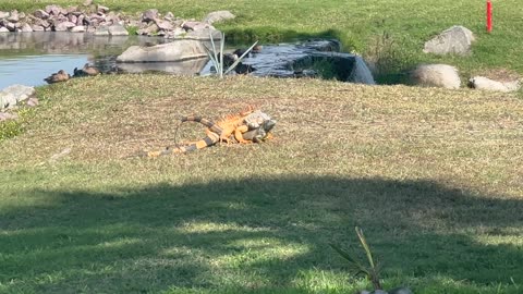 Iguanas Mating in the Most Romantic Spot (for Lizards) in Mexico