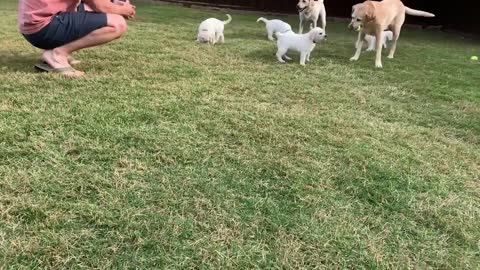 GREAT ESCAPE! Adorable Lab Puppies Play Outside