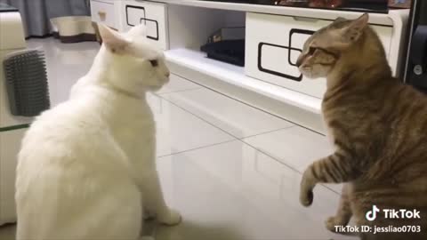 Funny cats talking!!!