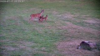 Mama Deer And Her Twins Visit The Yard During Daylight