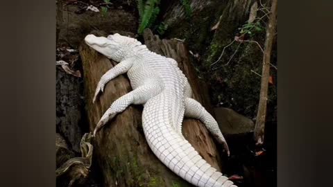 Beautiful albino animals