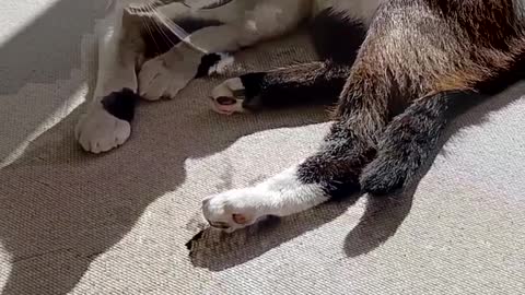 Cat on a sunny lazy sunday