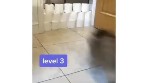 6 levels Cat 😂😂#funny Videos