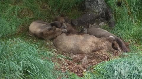 Sleeping Grizzly Family