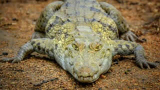 Why Don't Crocodiles Ever Admit They're Wrong?