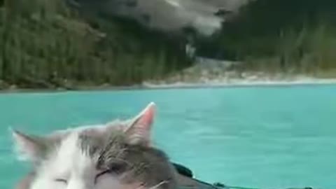 Relaxed cat on the boat so peaceful