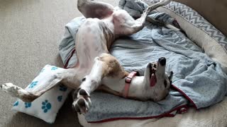 Hilarious Greyhound is Still as a Statue