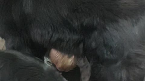 Adorable baby navigates around his huge pack of Newfoundland dogs