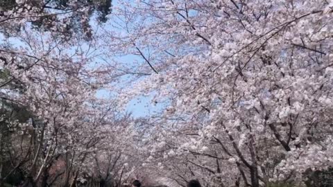 The cherry blossom