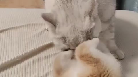 The kitten is playing with her mother