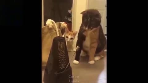 Cats Get Curious About Old Clock Noise