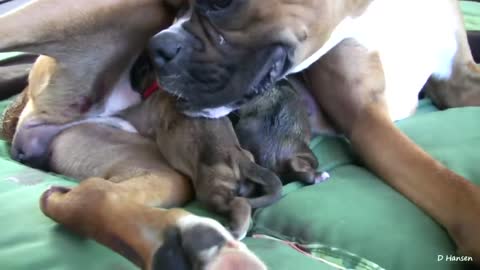 A Dog Gives Birth to a CUTE PUPPY