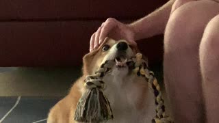 Corgi Gets Really Serious About His Rope