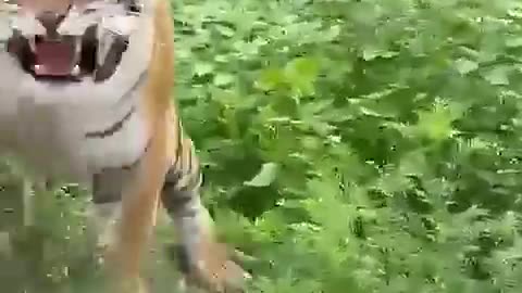Tiger attacking on Jeep