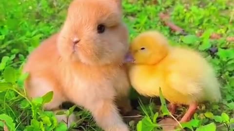 A heartwarming picture of a little bunny and a little duck.