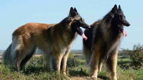 TOP 10 Best Livestock Guardian Dog Breeds